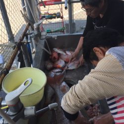 マタウマリンサービス 釣果