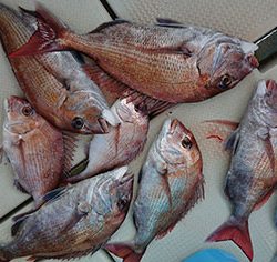 松本釣船2 釣果