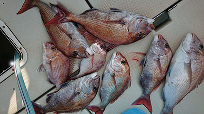 松本釣船２ 釣果