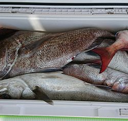 松本釣船2 釣果