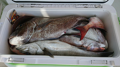 松本釣船2 釣果