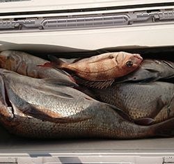 松本釣船2 釣果