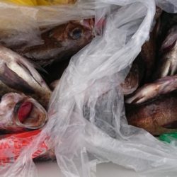 オーフリー 釣果