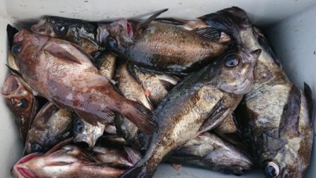 オーフリー 釣果