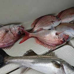 松本釣船2 釣果