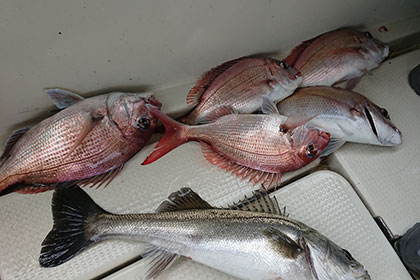 松本釣船2 釣果