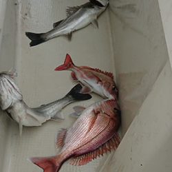 松本釣船2 釣果