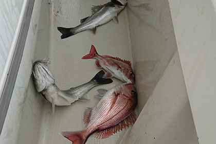 松本釣船2 釣果