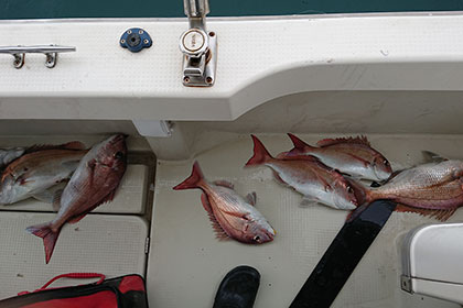 松本釣船2 釣果