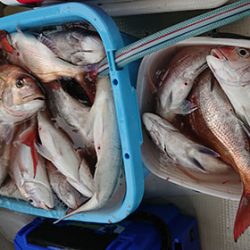 松本釣船2 釣果