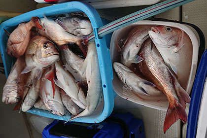 松本釣船2 釣果