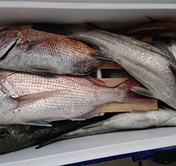 松本釣船2 釣果