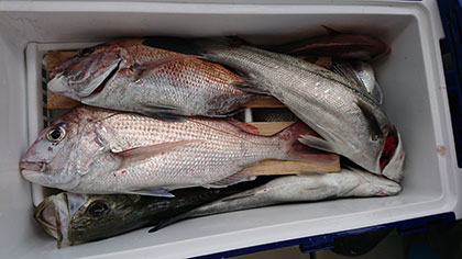 松本釣船2 釣果