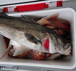 松本釣船2 釣果