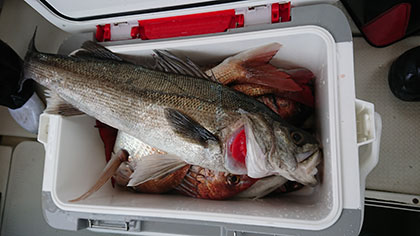 松本釣船2 釣果