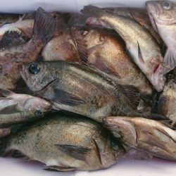 オーフリー 釣果