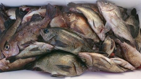 オーフリー 釣果