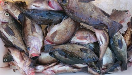 オーフリー 釣果