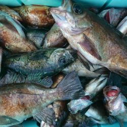 オーフリー 釣果