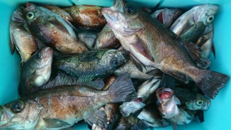 オーフリー 釣果