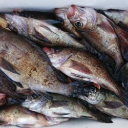 オーフリー 釣果