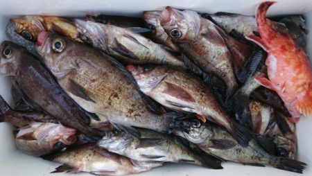 オーフリー 釣果