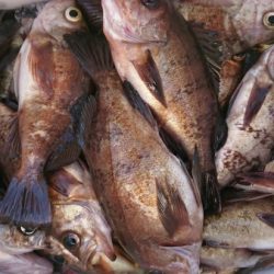 オーフリー 釣果