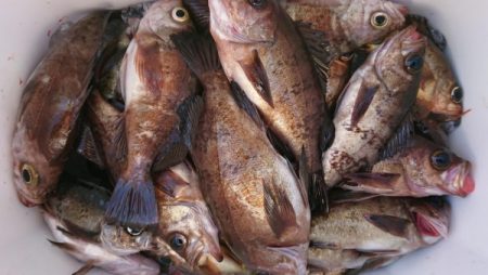 オーフリー 釣果