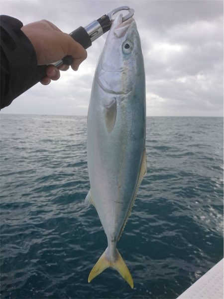 マタウマリンサービス 釣果