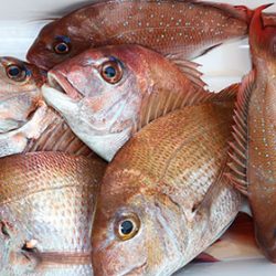 松本釣船２ 釣果