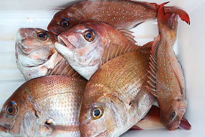 松本釣船２ 釣果