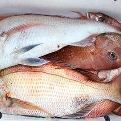 松本釣船２ 釣果