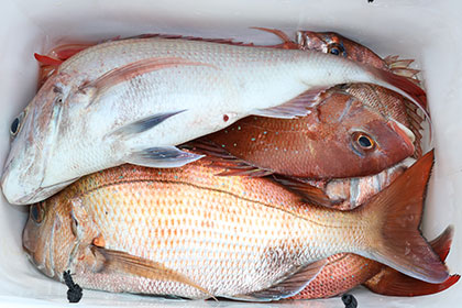 松本釣船２ 釣果