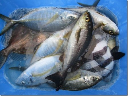 海正丸 釣果