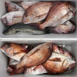 来温丸(らいおんまる) 釣果