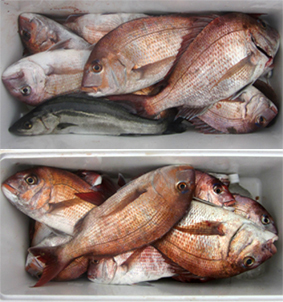 来温丸（らいおんまる） 釣果