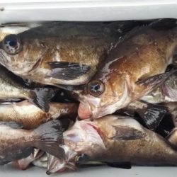 オーフリー 釣果