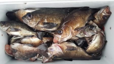 オーフリー 釣果