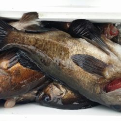 オーフリー 釣果