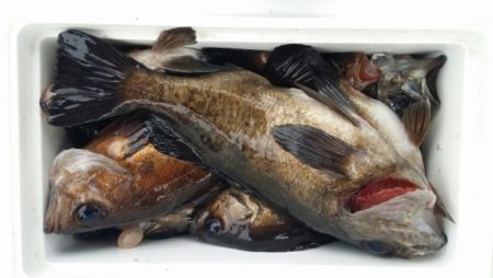 オーフリー 釣果