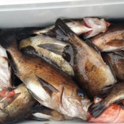 オーフリー 釣果