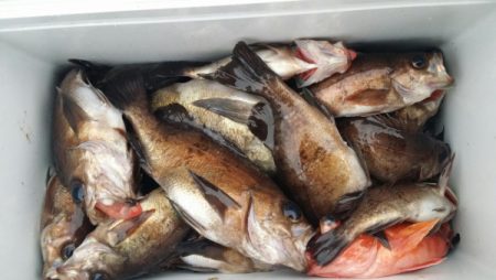 オーフリー 釣果