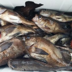 オーフリー 釣果