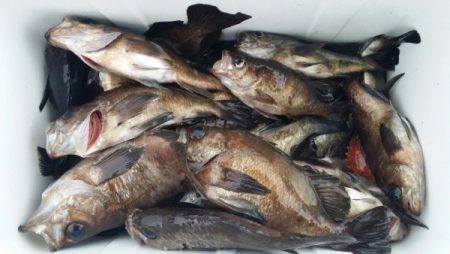 オーフリー 釣果