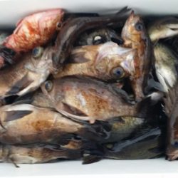 オーフリー 釣果