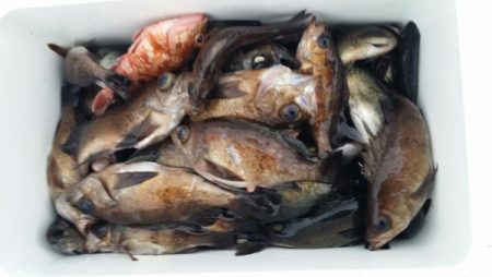 オーフリー 釣果