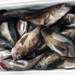 オーフリー 釣果