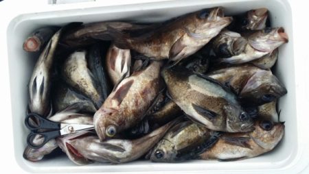 オーフリー 釣果