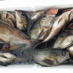 オーフリー 釣果