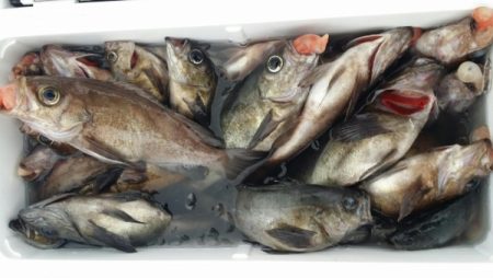 オーフリー 釣果